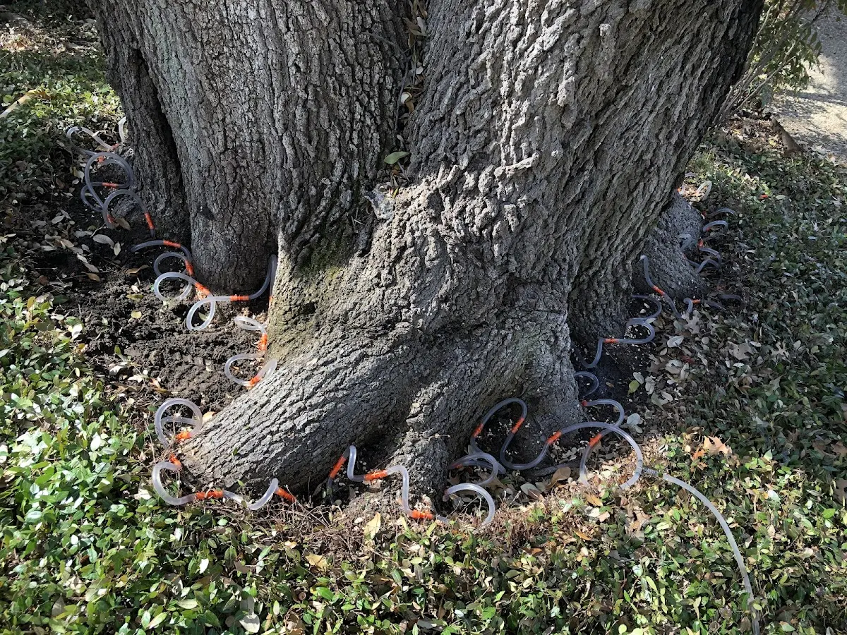 Detailed Tree Cabling and Bracing job site in Fort Gibson