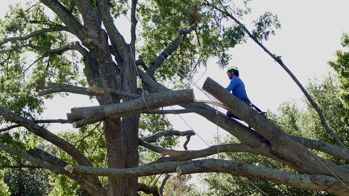 Professional Crown Thinning performed by certified arborists in Fort Gibson