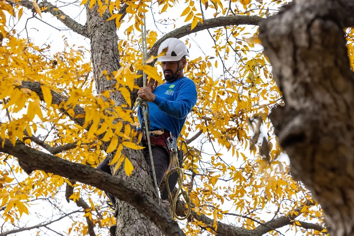 Skilled Tree Planting crew working in Fort Gibson