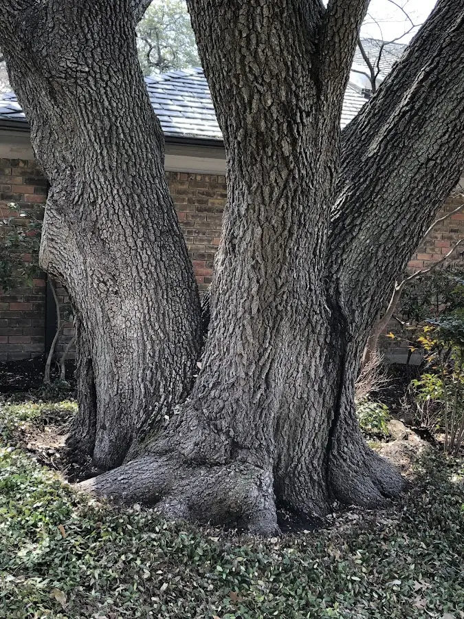 Mature heritage tree close to a Fort Gibson property cared for by certified arborists